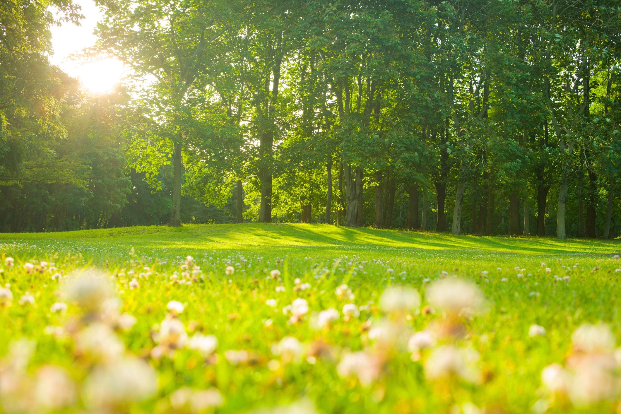 Flowers blooming in a park