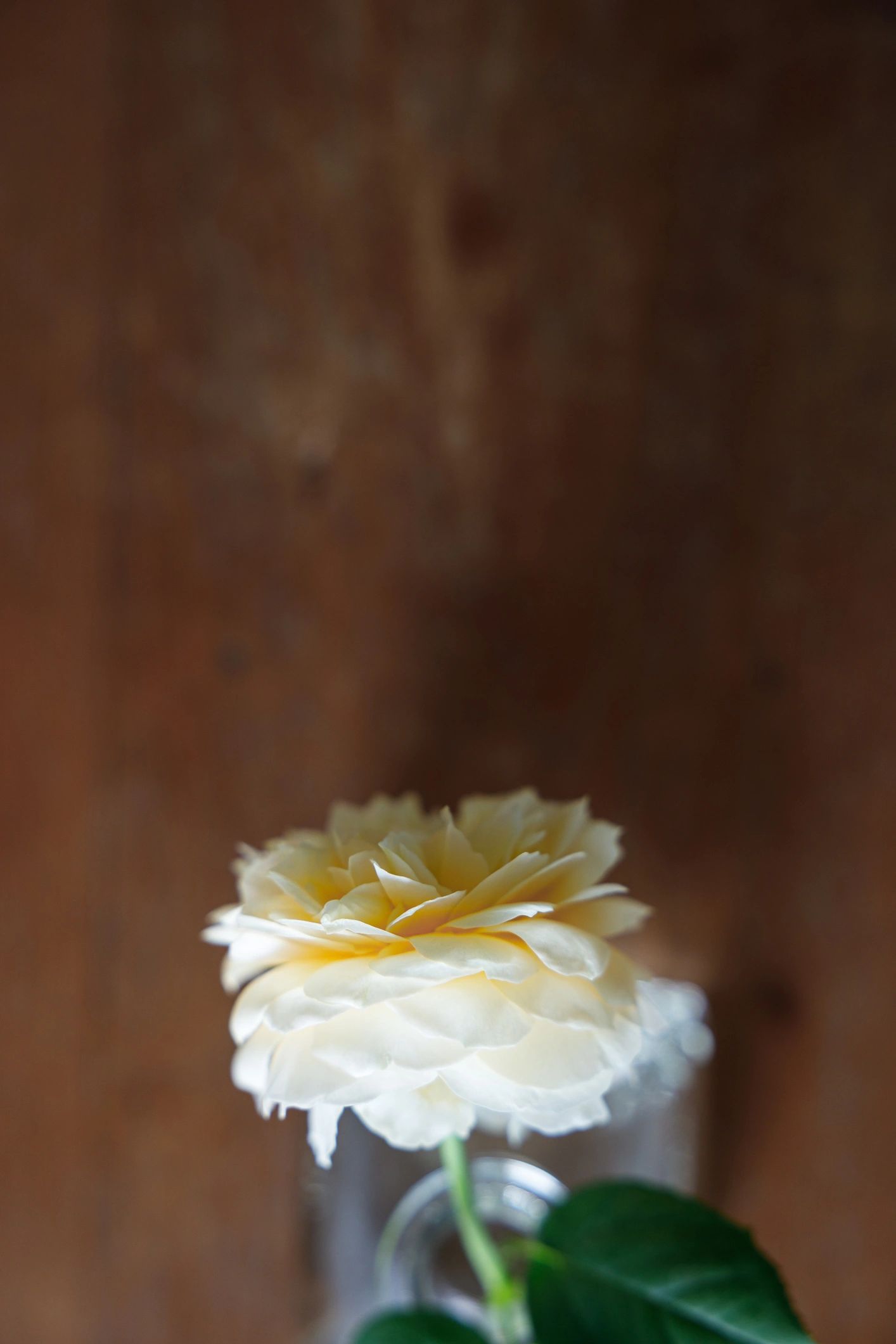 Yellow rose in a glass vase