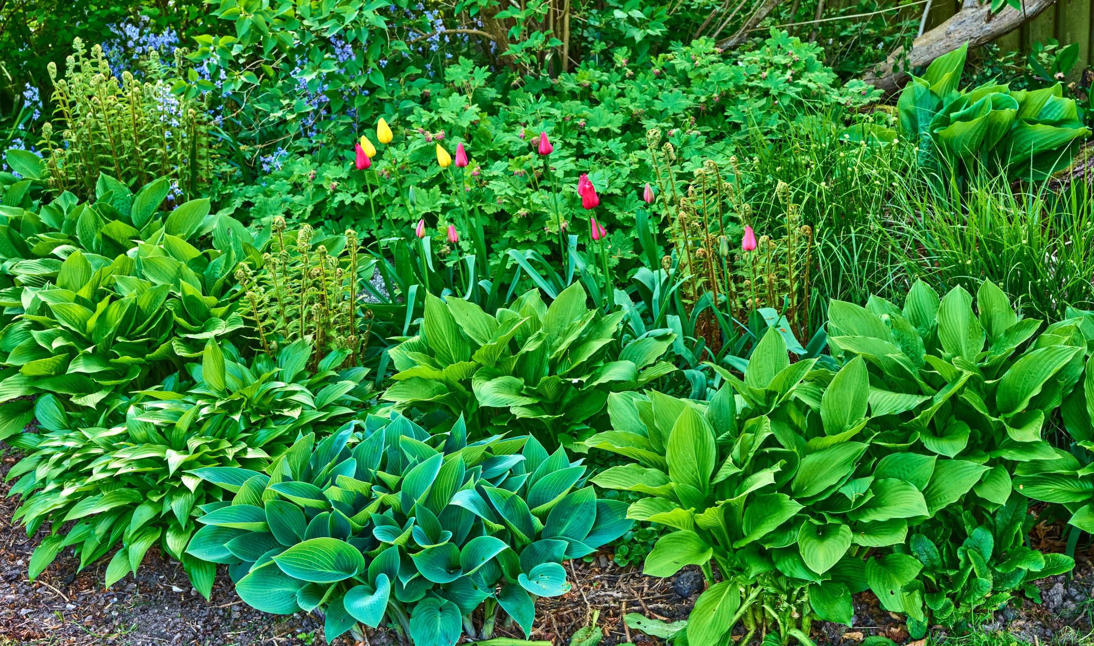 Colorful garden flowers in bloom