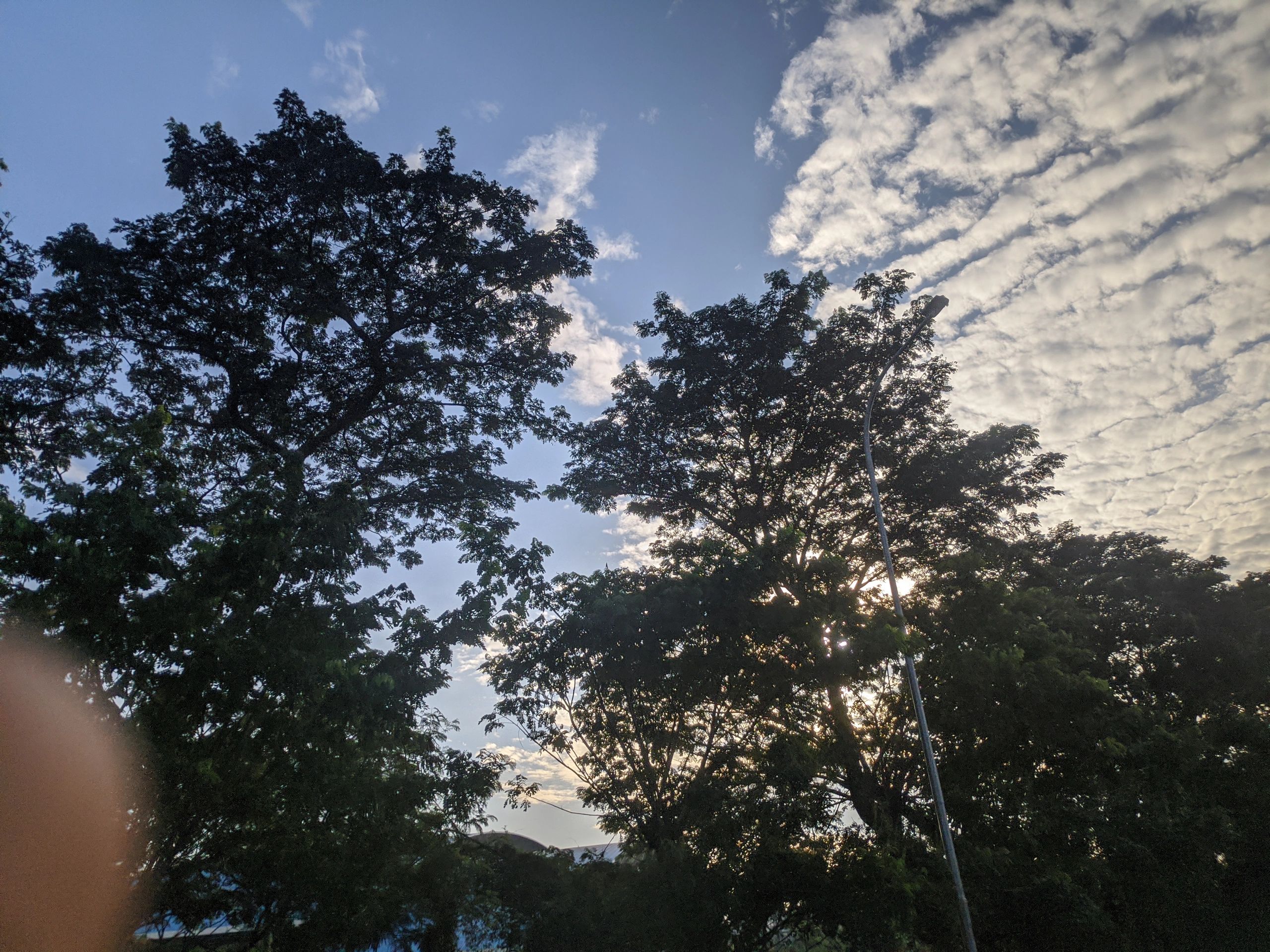 Bright morning sky through tree canopies