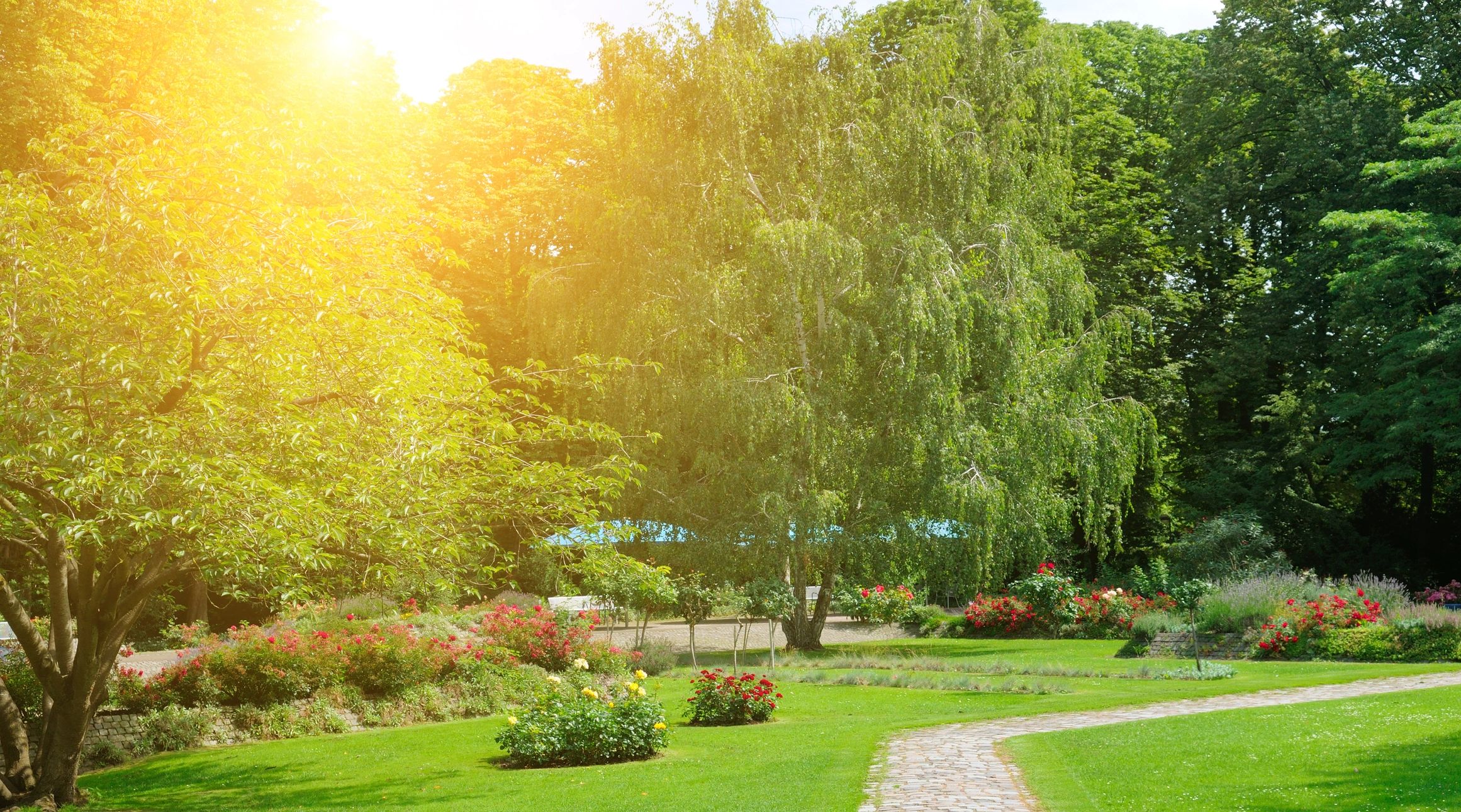 Rose garden landscape in warm sunlight