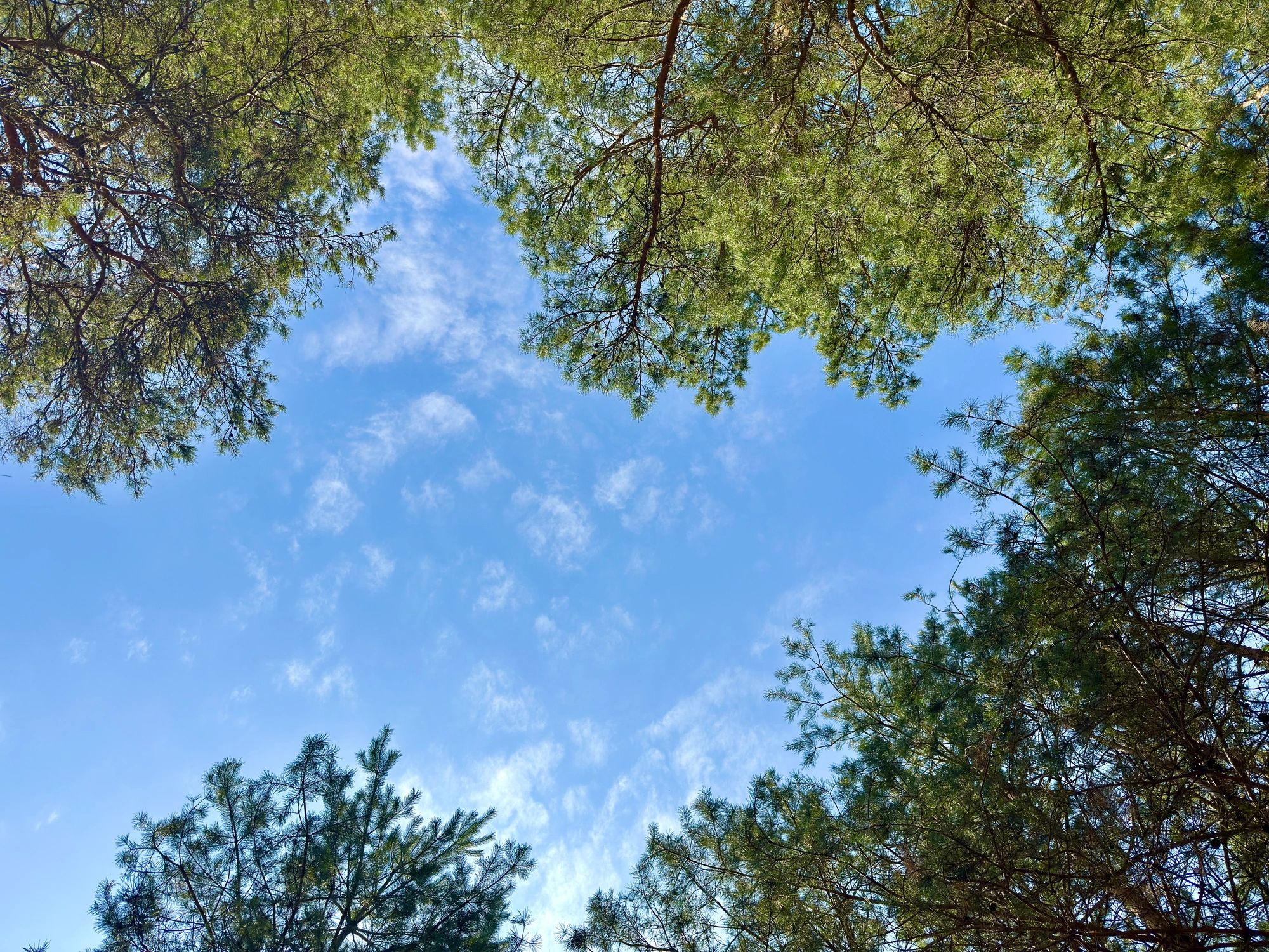 Heart shape formed by pine branches against the sky