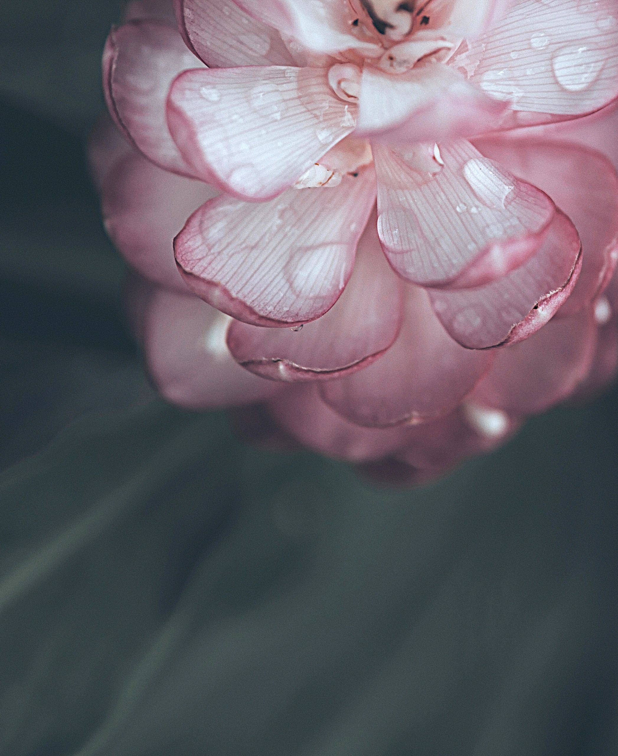 Soft pink blossom close-up