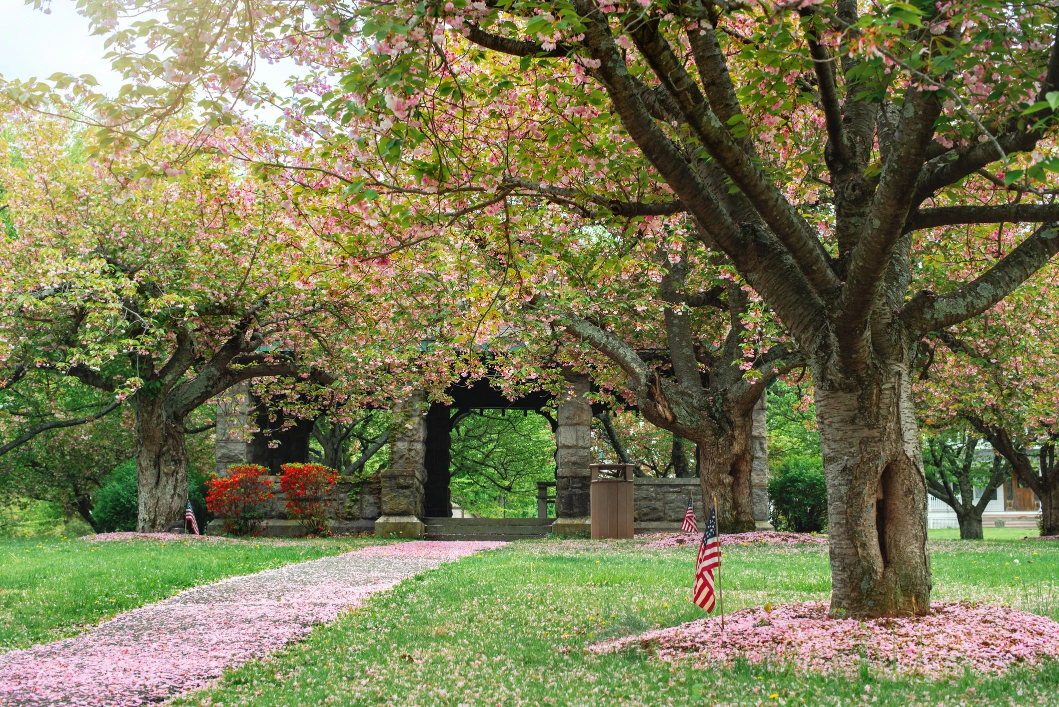 Cherry blossom pathway in spring