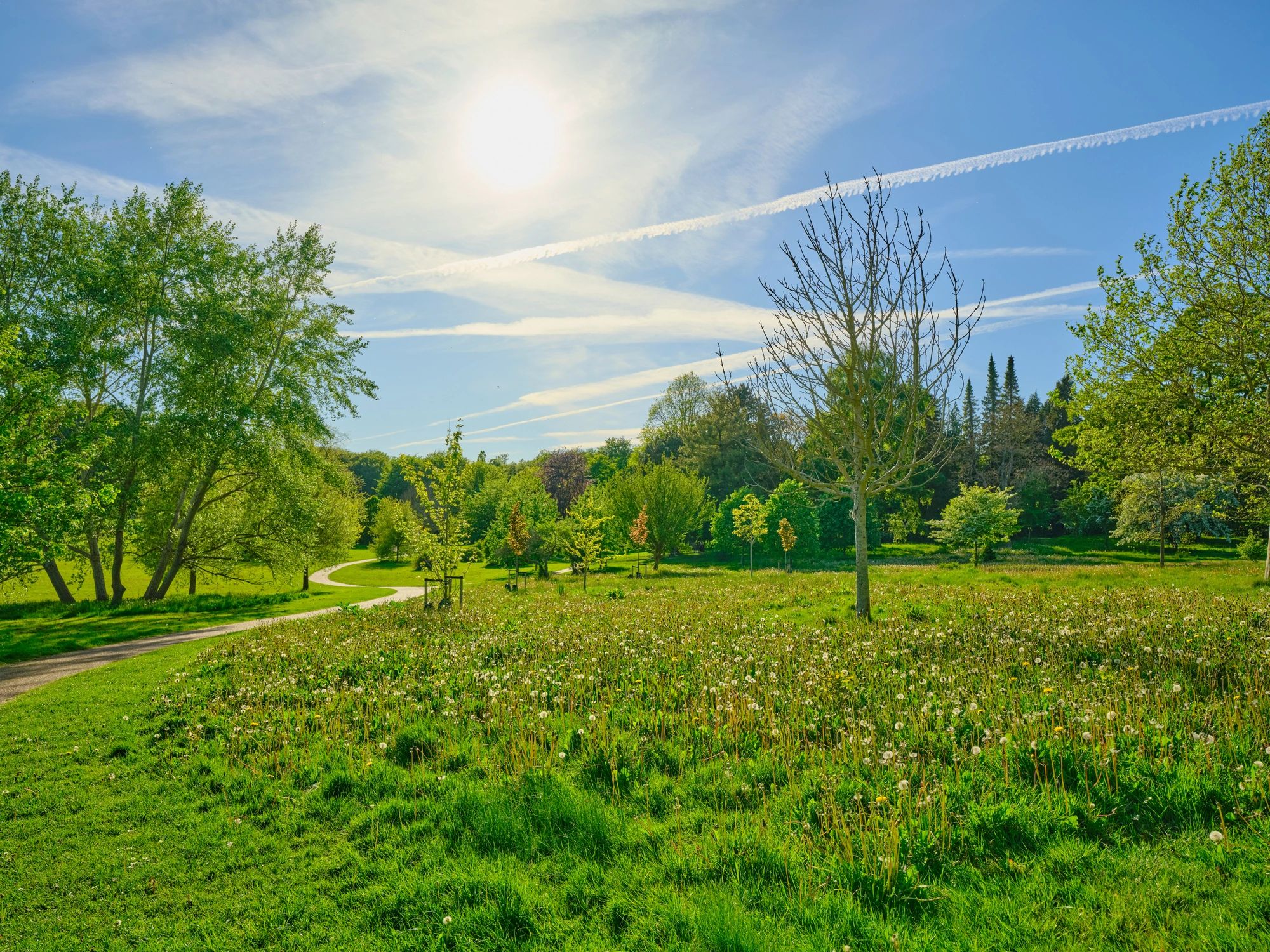 Sunlit garden path in a peaceful green meadow